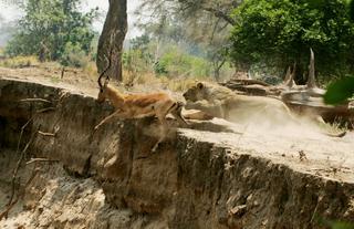 Lion catching an Impala