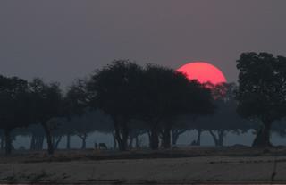 Sunset at Mana Pools