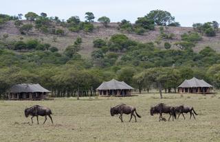 Great Wildebeest Migration passing Cherero Camp