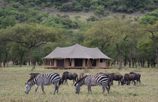 Great Wildebeest Migration