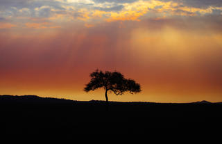 View of savannah from camp