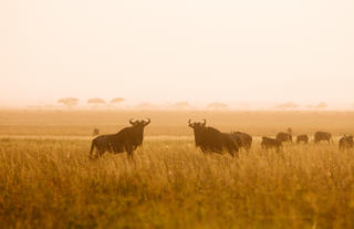 Wildebeest Migration during Sunrise