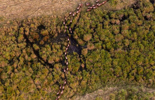 Wildebeest Migration