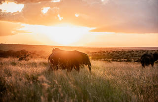 Elephant sunsets