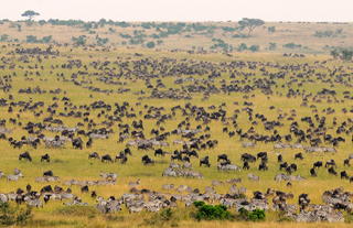 Tipilikwani Mara Camp - Masai Mara
