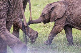 Mara House - Elephant herd
