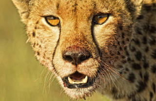 Mara House - Cheetah