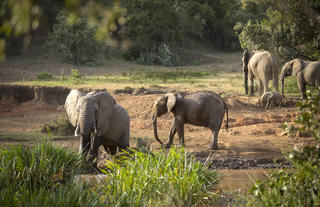 Mara House - Elephants at the watering hole