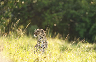 Mara House - Leopard in tall grass