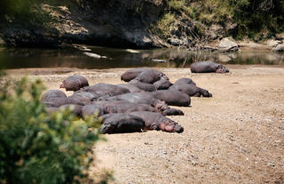 Mara Ngenche Safari Camp - Masai Mara