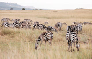 Mara Ngenche Safari Camp - Masai Mara