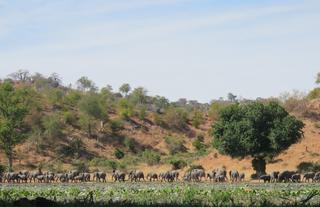 Machiniwa Pan - With Bush Bound Safaris