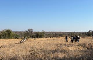 Walking safari 