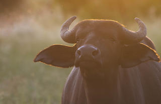 Buffalo