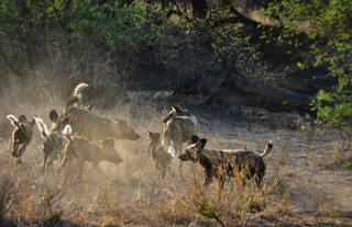 Wilddogs