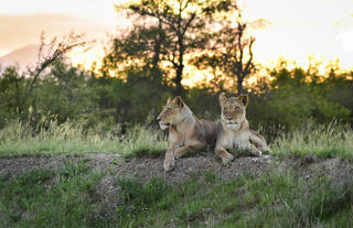 Lions