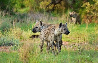 Hyenas