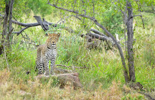 Leopard