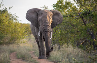 Elephant
