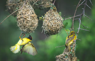 Southern Maked Weaver