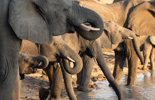 Elephants drinking