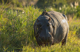 Hippo