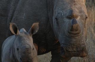 Rhino & baby
