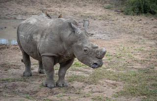 Rhino