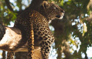 Leopard in tree