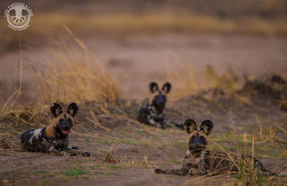Kasikizi Bush Camp