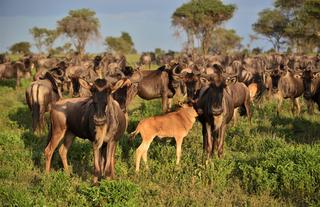 Migration - Calving Season