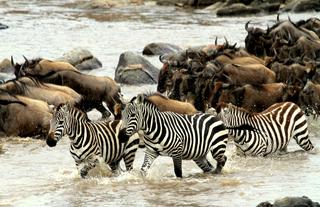 Zebra Crossing