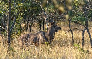 Plains Game on Big Cave's 1000-hectare private wilderness