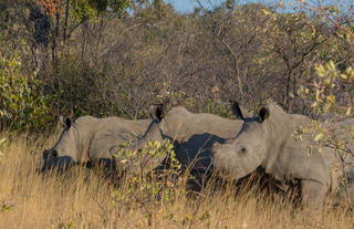 White rhino in Matobo National Park