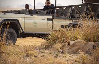 Game Drive Lion