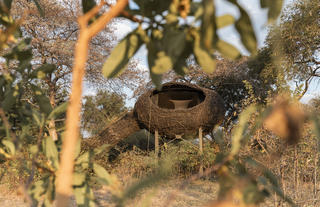 Nest in Trees
