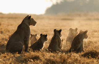 Lion Pride