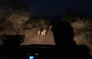 Simbavati Camp George game drive lions