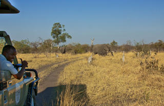 Daily game drives through the Chobe and Savuti