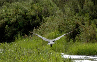 Okahirongo River Camp bird watching