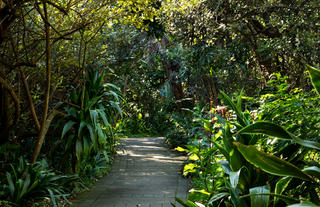 Forest Walk Way