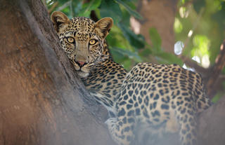 Leopard