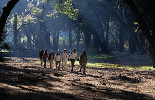 Mangrove walking safari