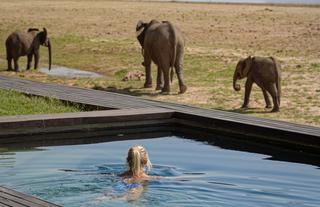 Lap pool with elephant in view