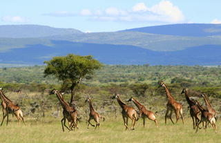Asilia Africa | Encounter Mara - Giraffe