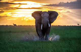 Asilia Africa | Encounter Mara - Elephant at sunrise