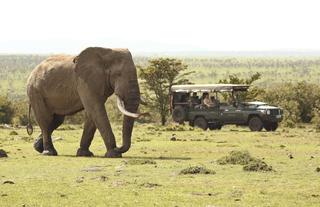 Asilia Africa | Encounter Mara - Elephant spotted on a safari drive