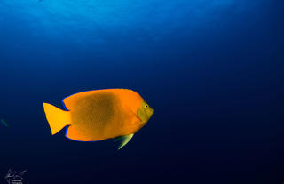 Angel Fish Socorro Islands