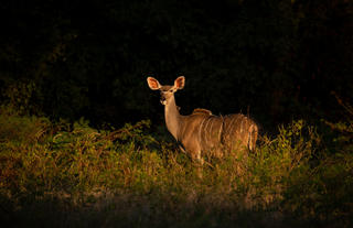 Mana River Camp - Femal kudu in classic Mana light