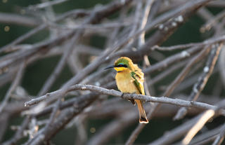 Mana River Camp - Little Bee-eater